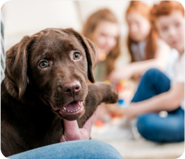 All Paws What Families are Saying