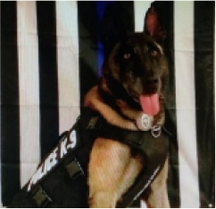 k9  rocky (k92)