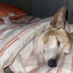 libby dehoyos Gallery