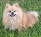 sir zakai de la garza
