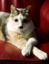 miss bonnie garcia