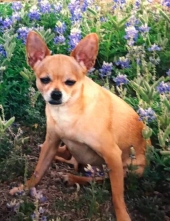 chula schmidt