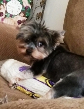 daisy