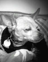 mr. jenkins trevino