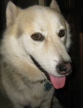 kodiak george
