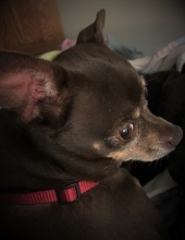 bb larivee
