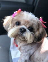 angel santos