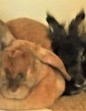 ryo and tony vieyra