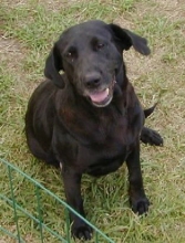 sharpei brooks