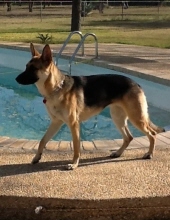 josie quezada