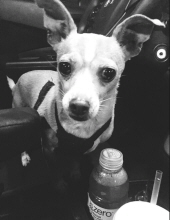 dolce jackson