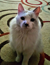 smudge rodriguez