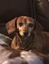 penny hasler-seymore