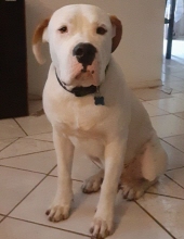 rascal hernandez