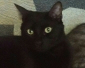 bug trammell