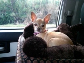 gigi girl wiggins
