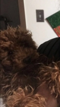 frizz myers