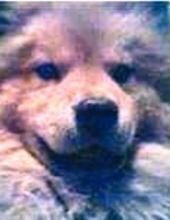 halo bissett