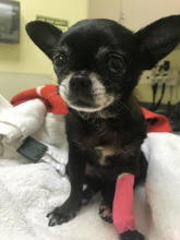 tinkerbell foster