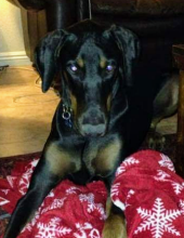bentley minchew