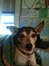 wishbone mutter