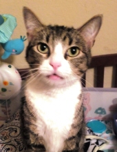tigger mccoy