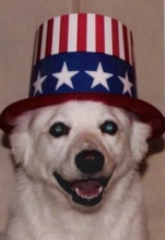 uncle sam dawg