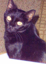 eightball robinson