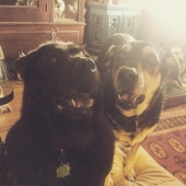 bearbear & lulubelle stephens