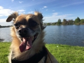chester ortigosa