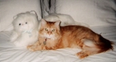 tabby windom