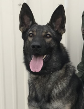 usbp k9 rocky