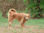 honey-dog talamantez
