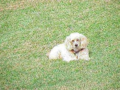 patches white