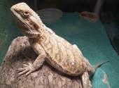 mr. waffles contreras
