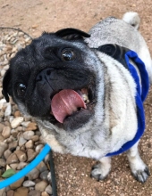 bugsy just