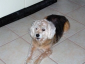 curley sanchez