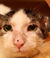 bully boy swayze - van tilburg