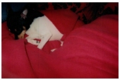 peanut mcfadden