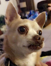 rocky ramon