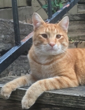 oliver post-morley