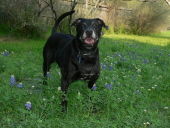 otis oualline