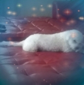 baby bones vasquez