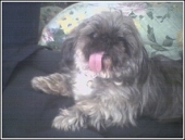 princess charles