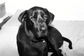buster boyd