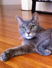 kitty hoyle
