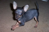 chico ridgway