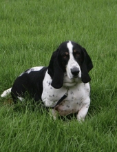 baxter phillippi