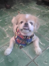 pica-chu villanueva