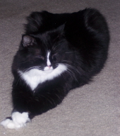 oreo luthe